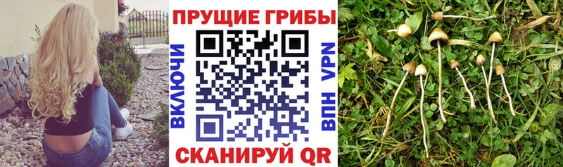 Псилоцибиновые грибы Cubensis Аргун